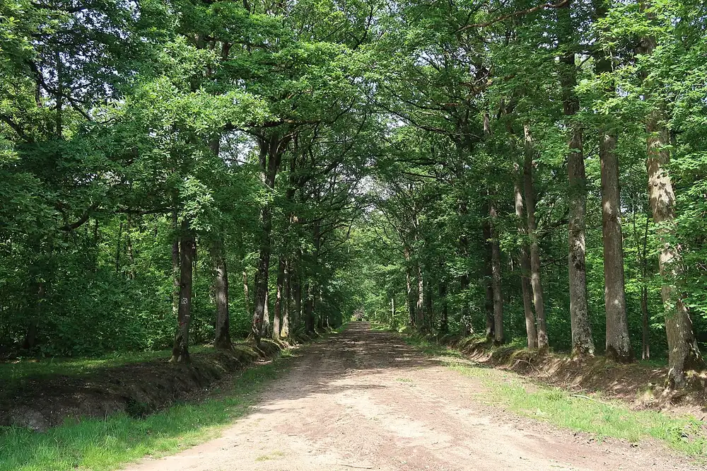 Une allée de la forêt domaniale de Bois-d'Arcy, au sud des Clayes-sous-Bois